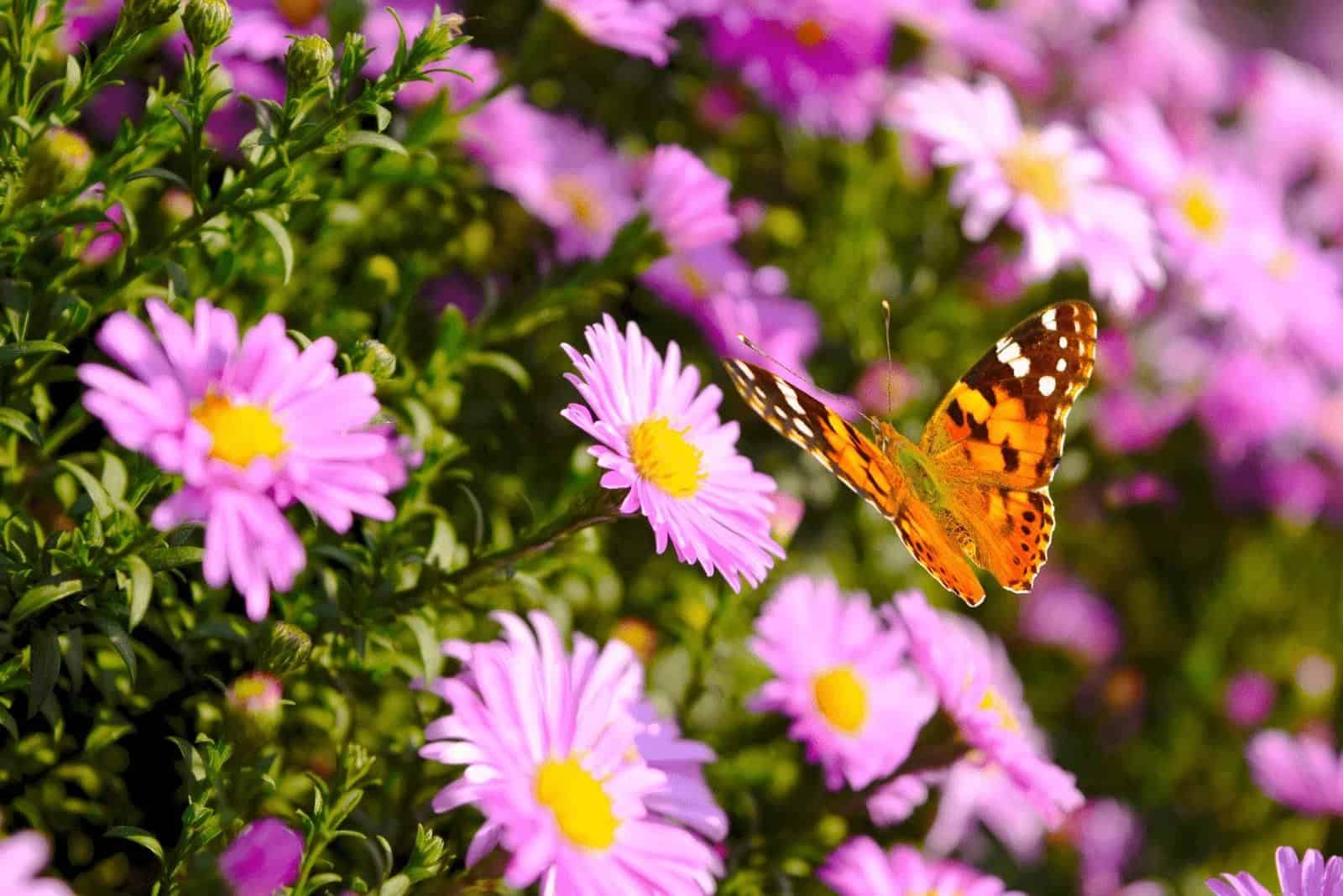 hermosas flores de aster en las que aterrizó una mariposa