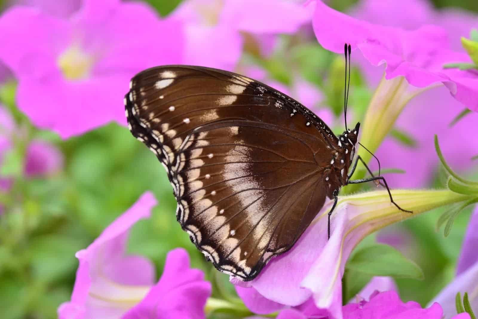 hermosa mariposa marrón en la flor de Petunia