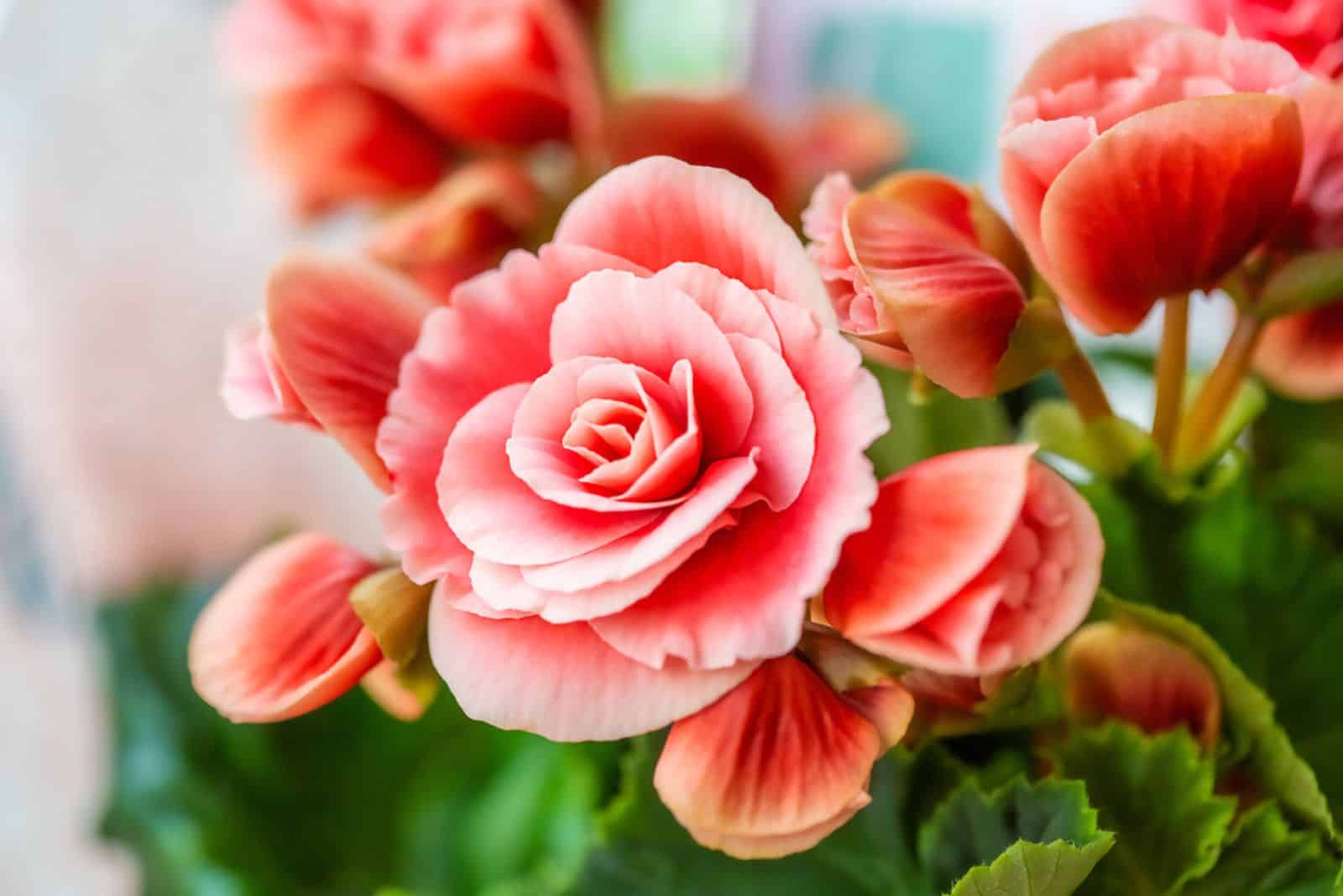  flores de begonia mostrando sus texturas