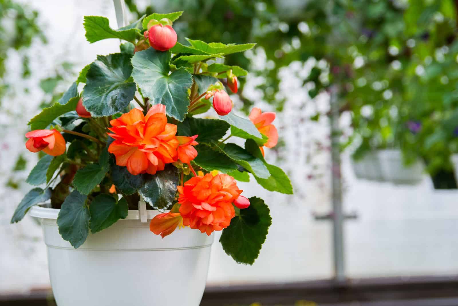 begonia en una olla blanca