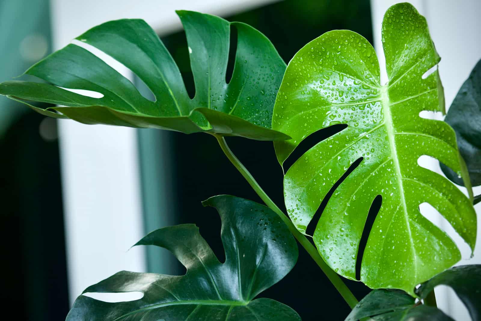 grandes hojas de Philodendron Monstera