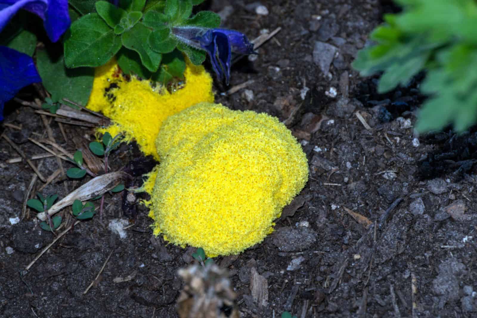 gran moho amarillo en mantillo en el jardín