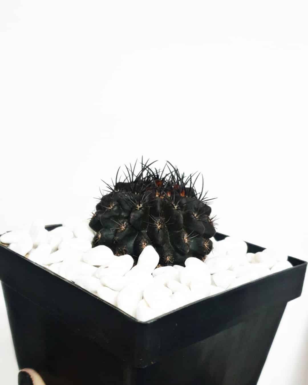 cactus negro en una maceta