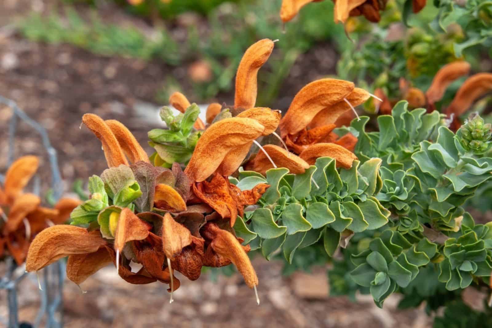 flores marrones de salvia