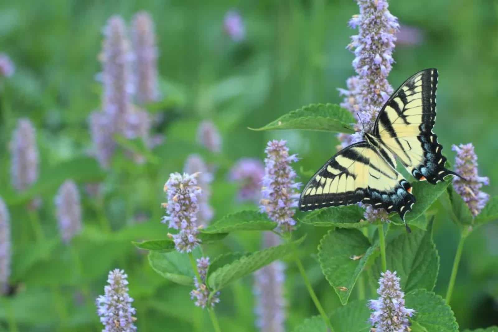 mariposa aterrizó en Hyssop