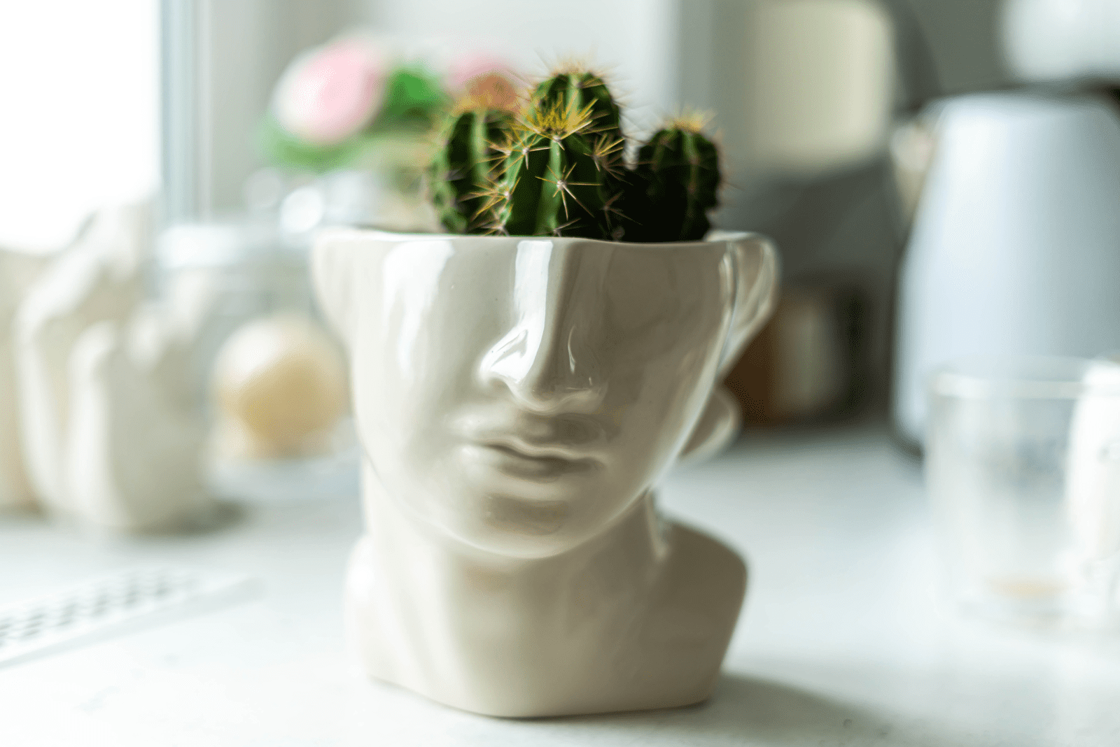 plantas de cactus en macetas