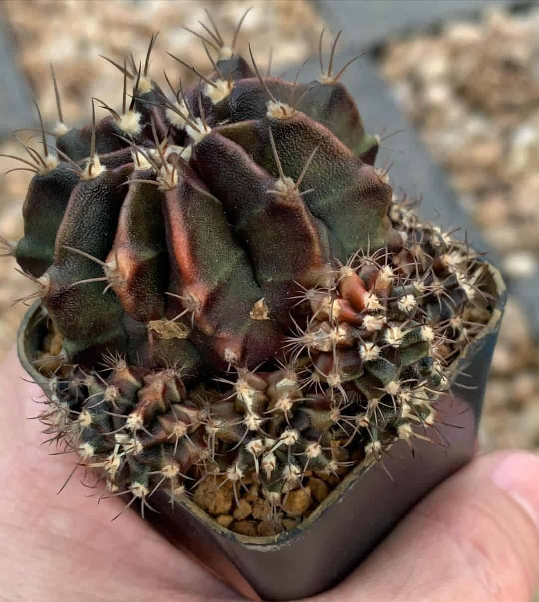 cactus en una olla negra