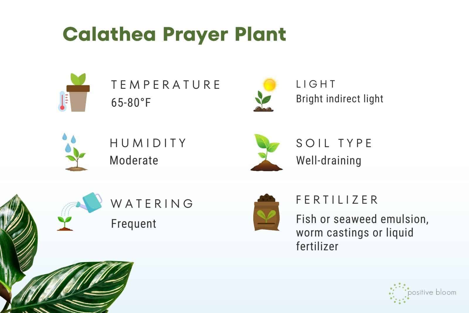 hechos de la planta de oración calathea