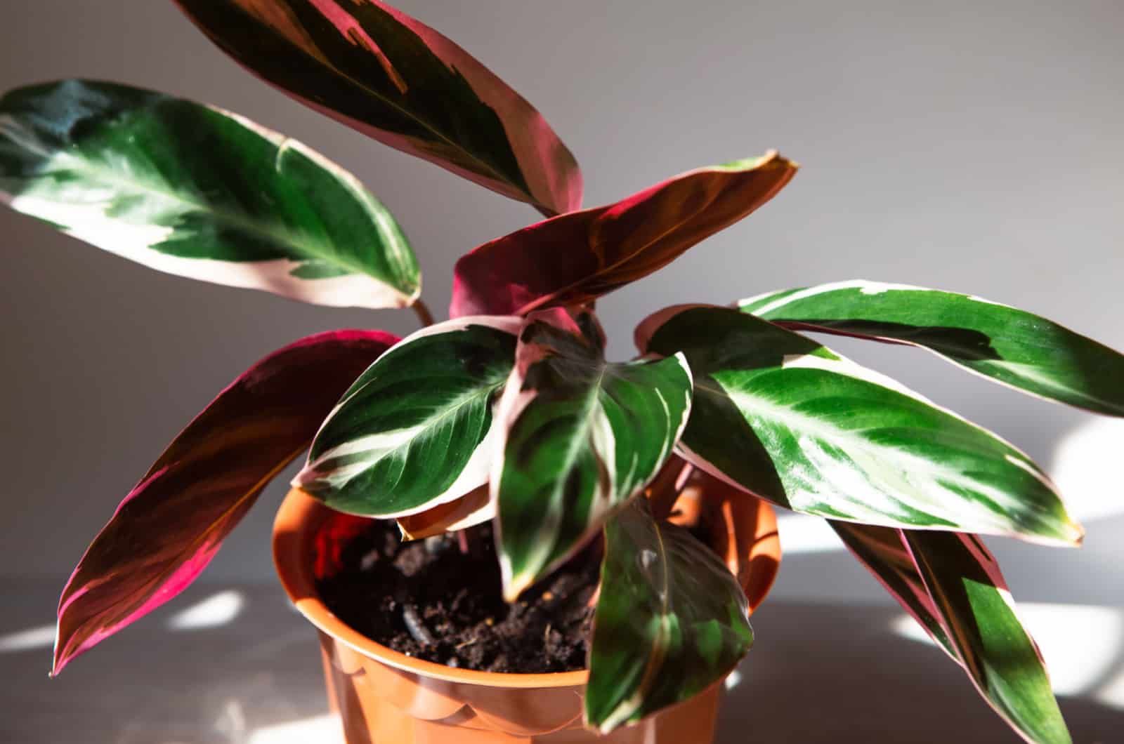 calathea sanguinea planta de interior