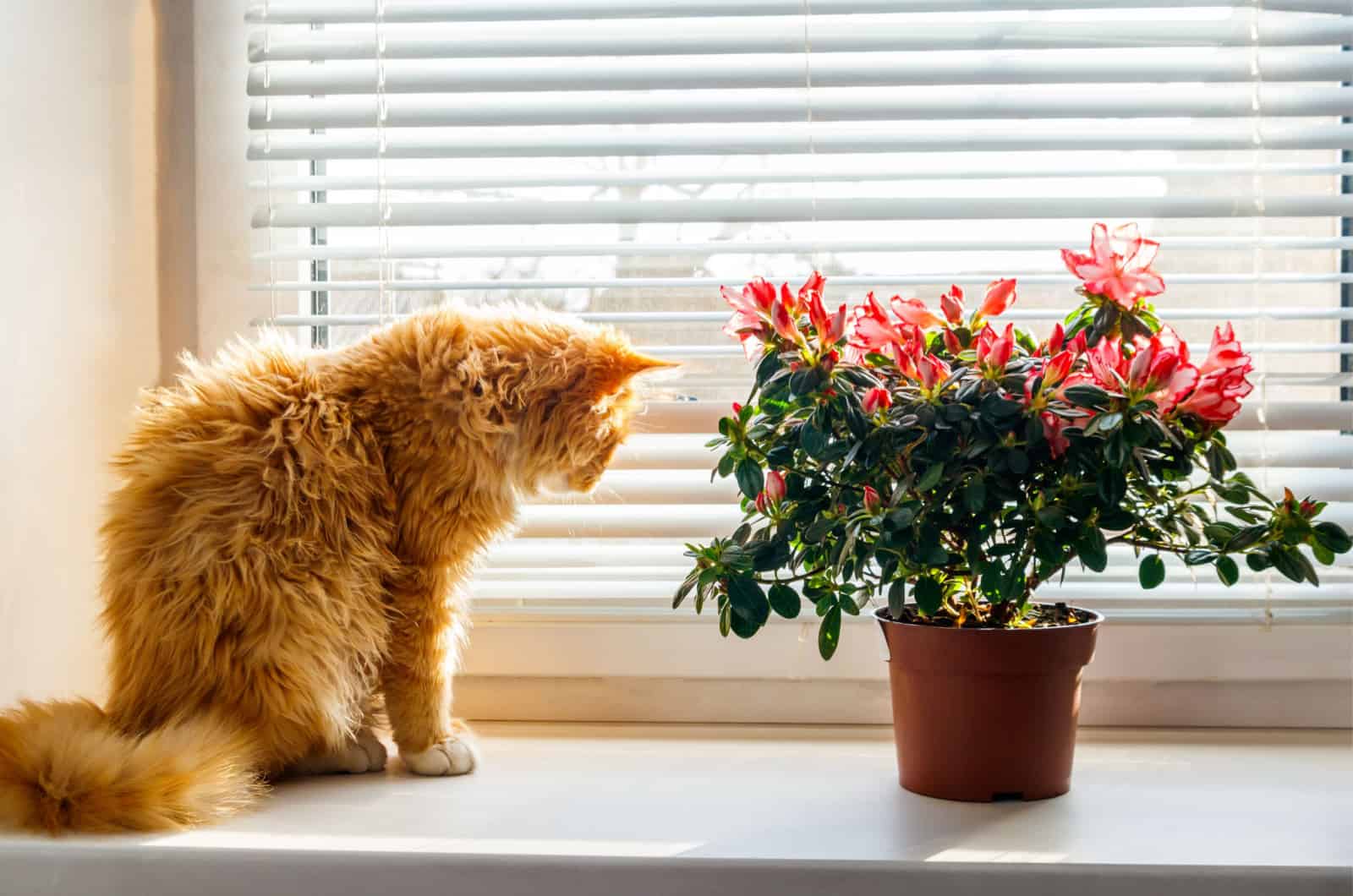 gato junto a la planta de azalea