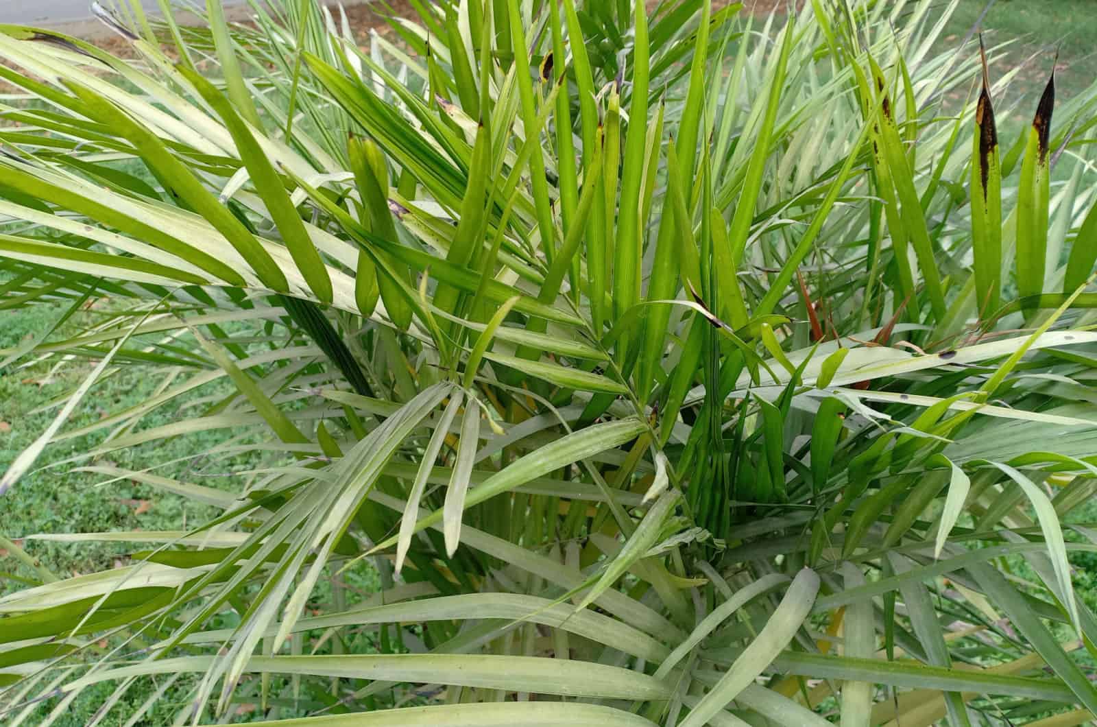 palmera gato