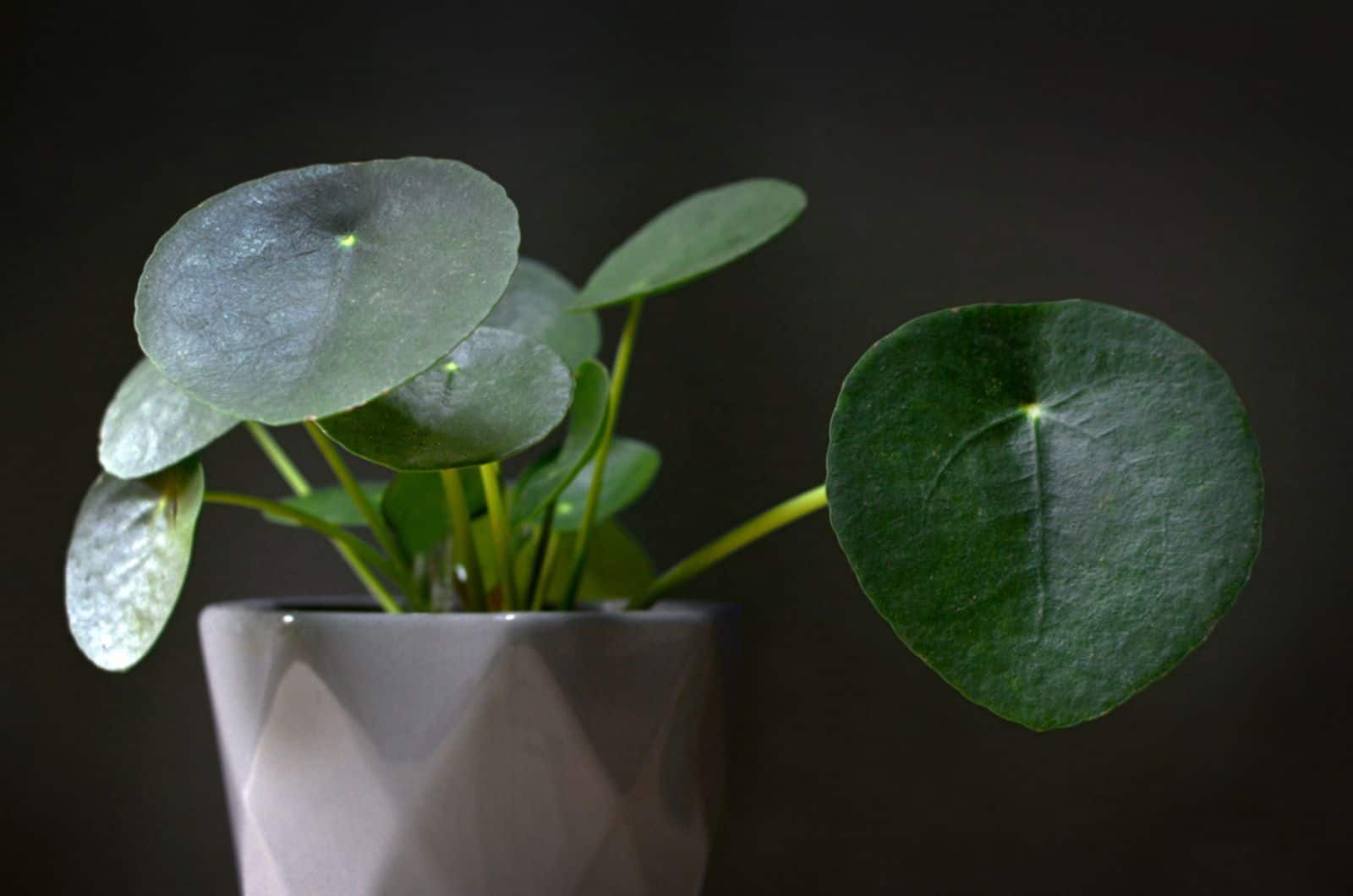  planta casera de dinero chino en maceta gris