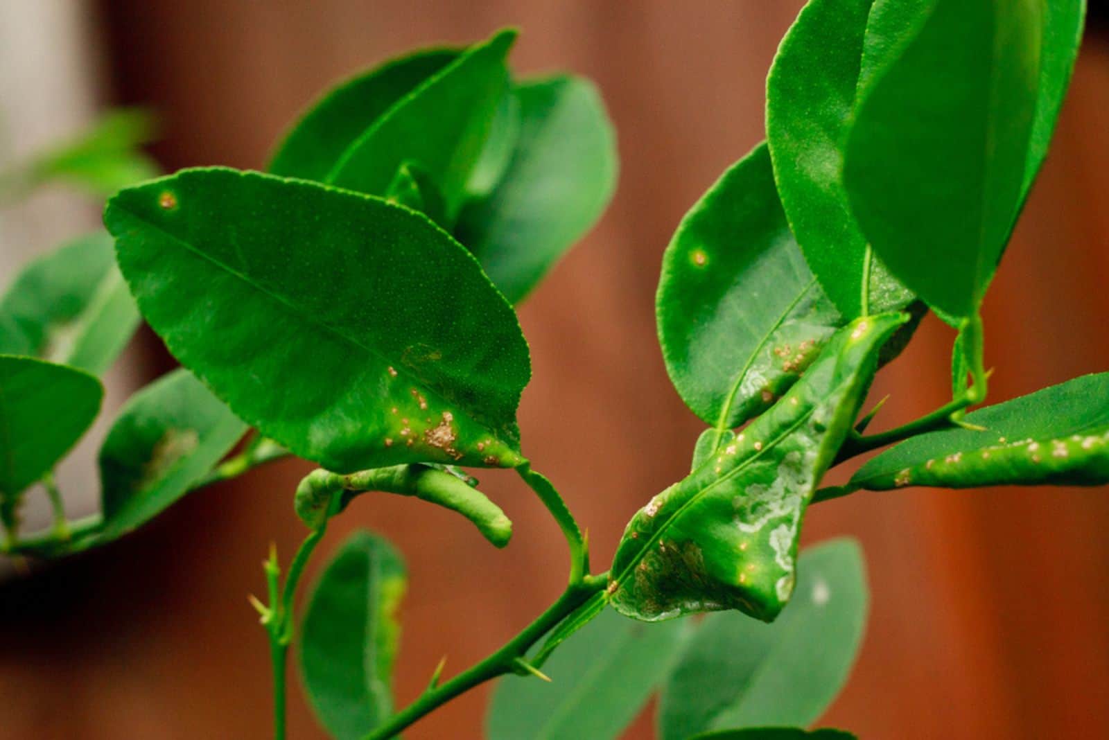 Daños por minador de hojas de cítricos y cancro de cítricos en hojas de lima o hojas de limón