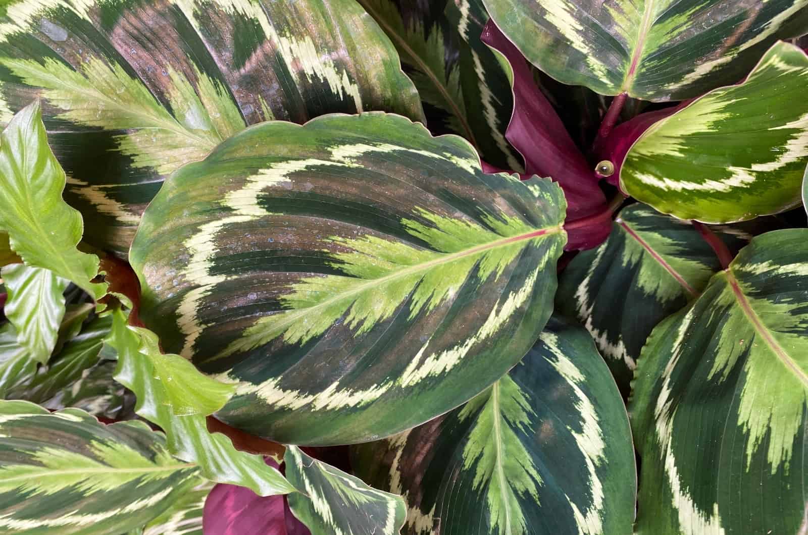 primer plano de las hojas de oración de Calathea