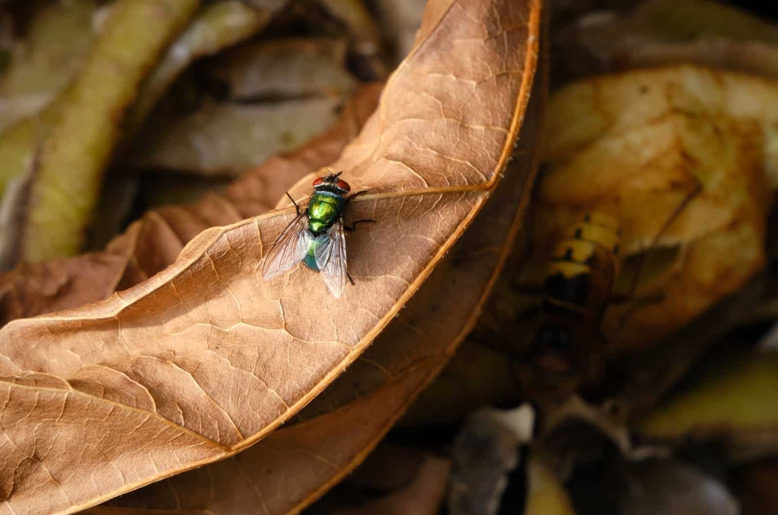 primer plano de Compost con mosca