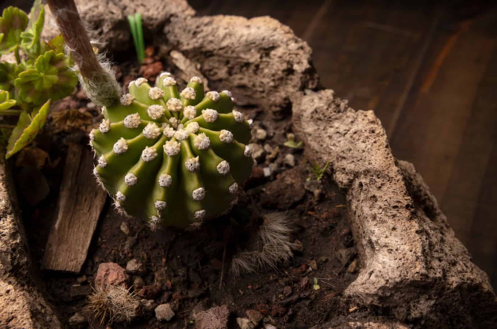 primer plano de Domino Cactus en maceta