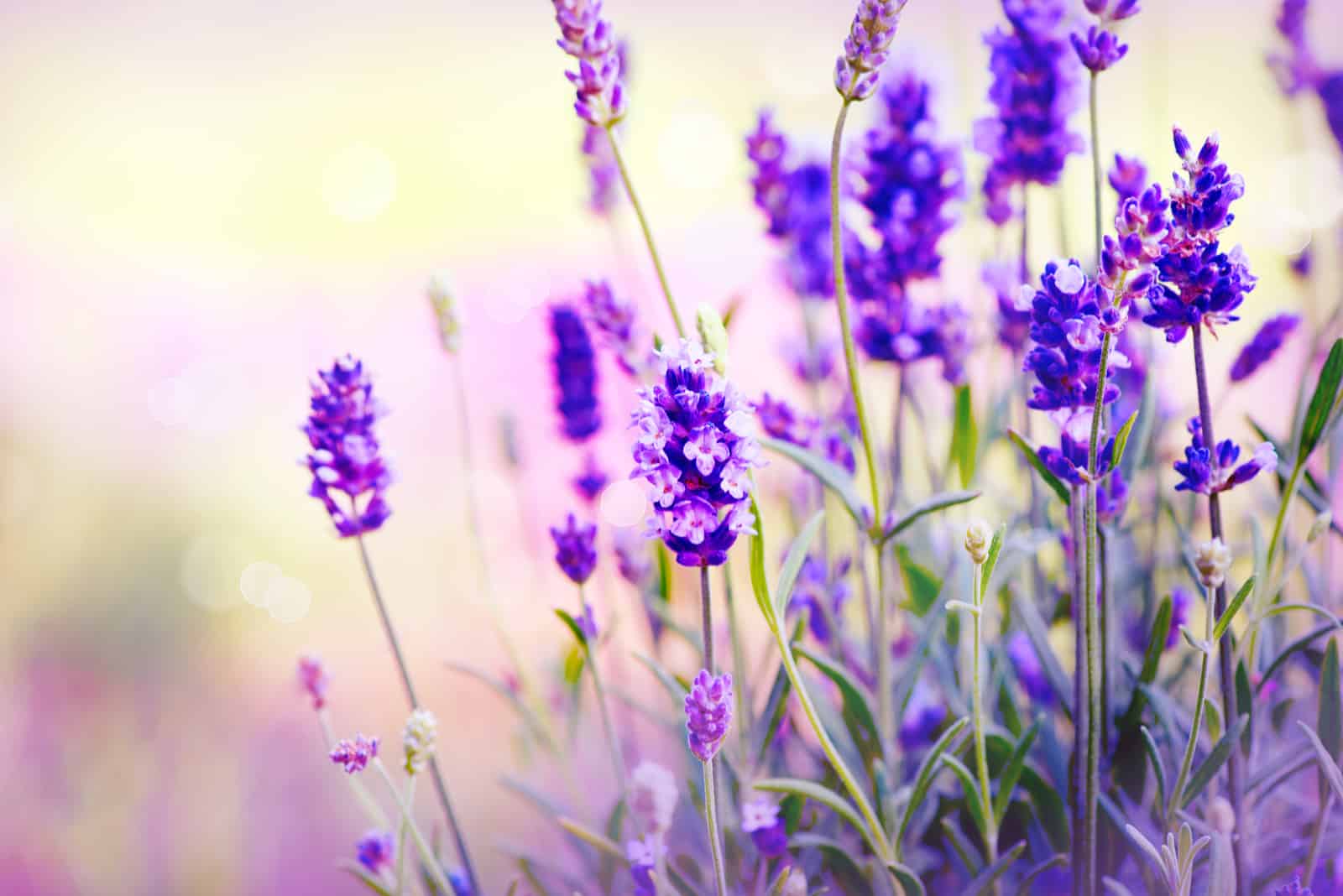 primer plano de lavanda