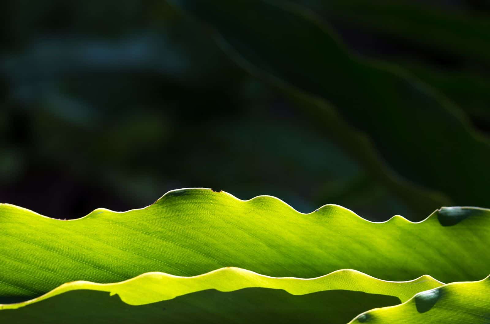 primer plano de Monstera Leaf