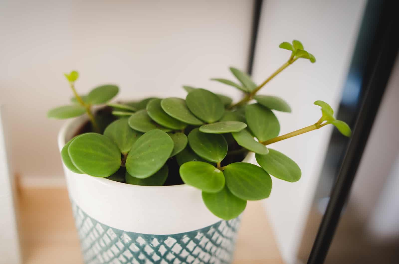 primer plano de Peperomia Rotundifolia