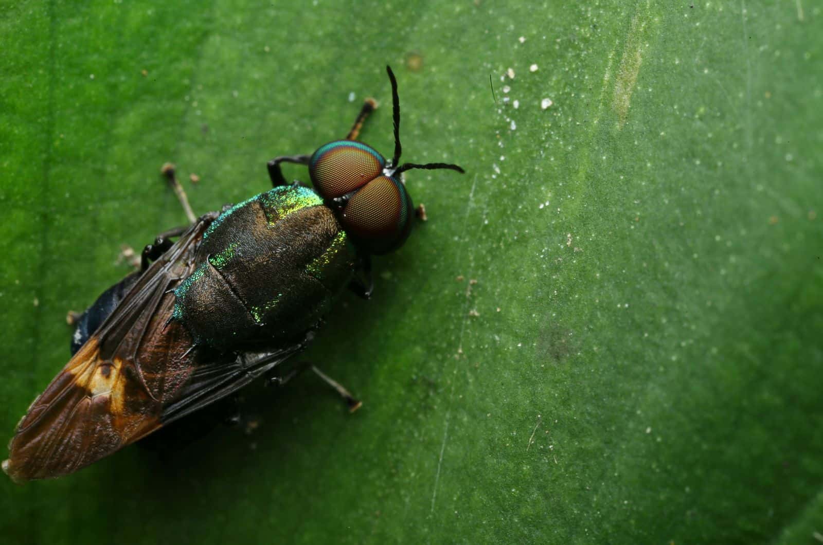 primer plano de Plant Fly