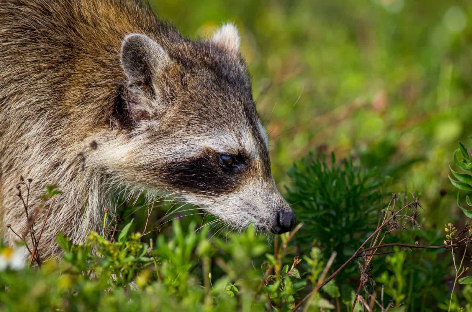 primer plano de Raccoon afuera