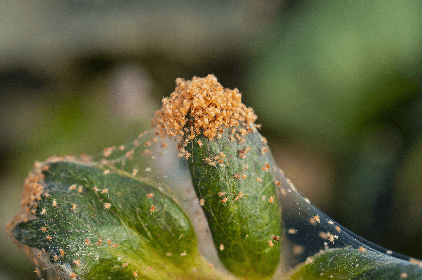 primer plano de los ácaros araña en plat