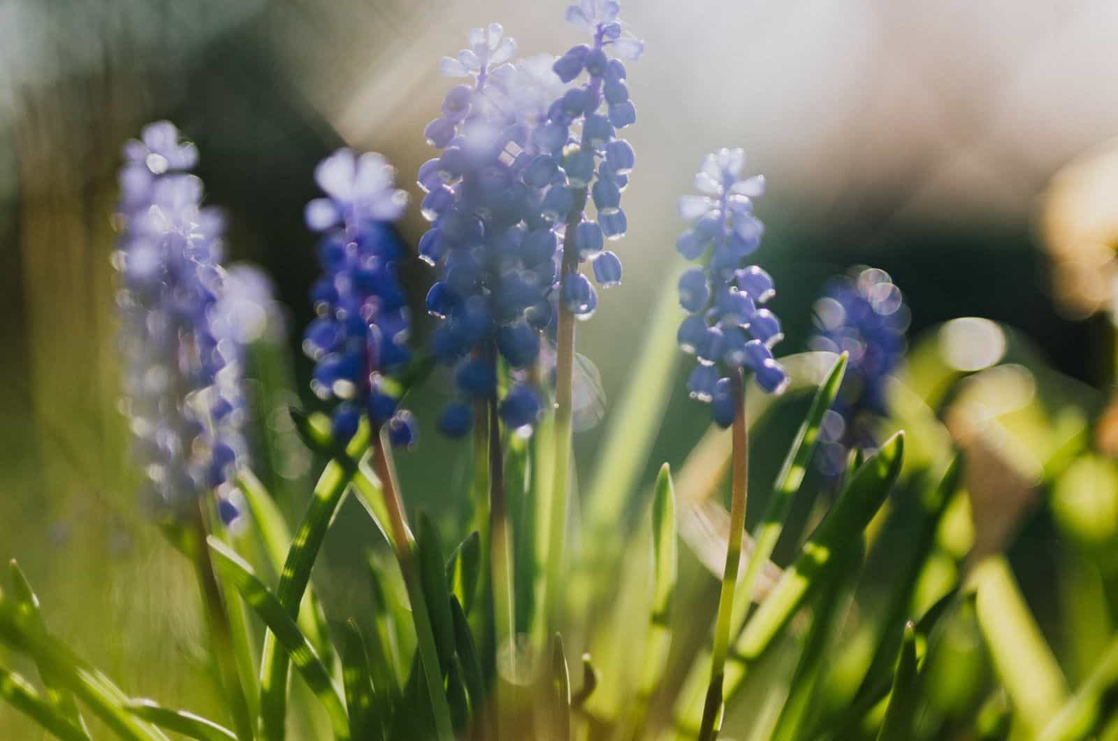 primer plano de las flores que crecen en el jardín