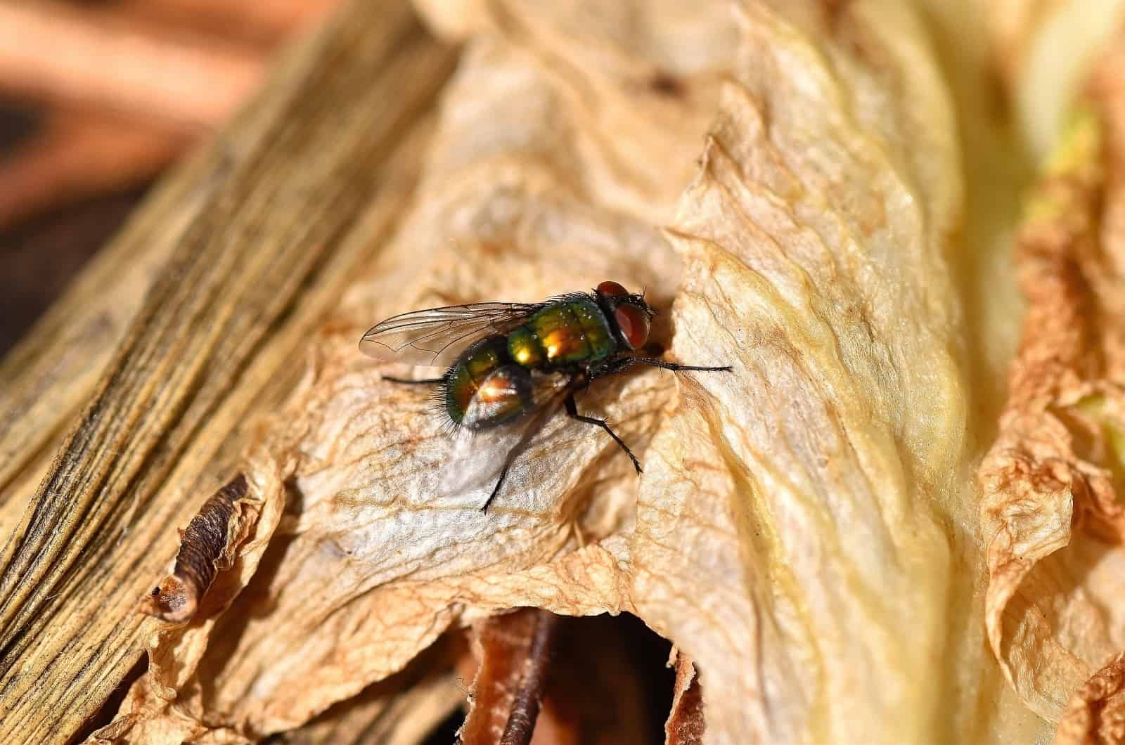 primer plano de la mosca