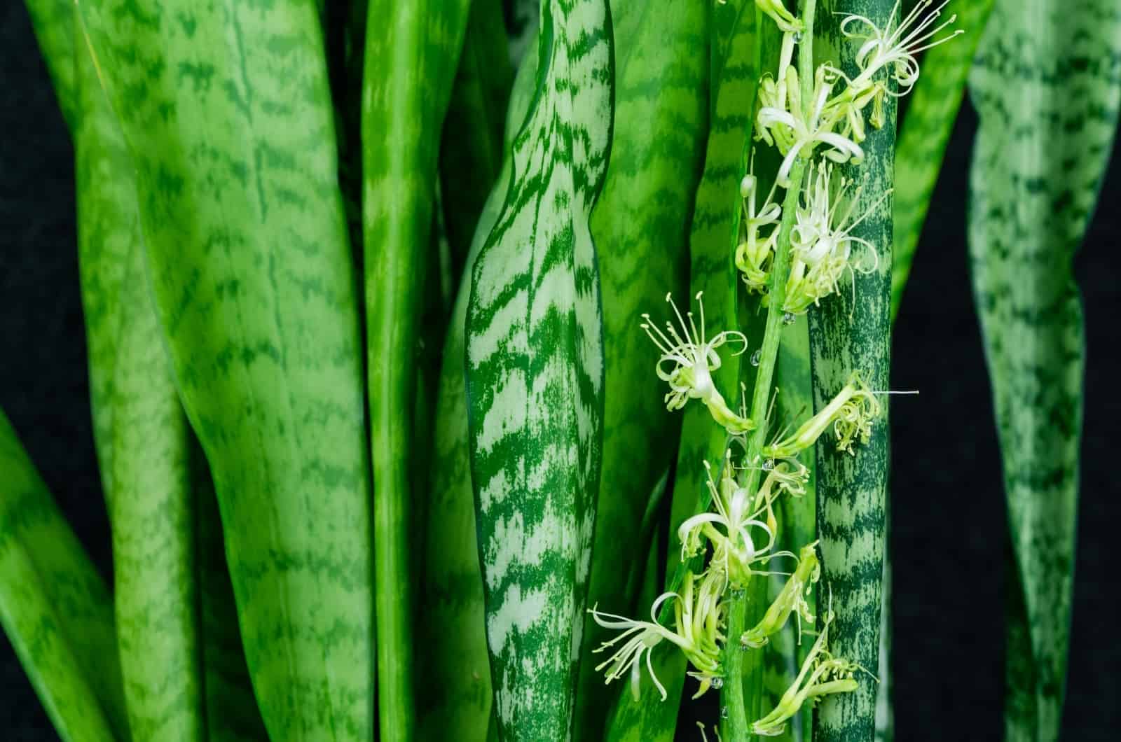 primer plano de la flor de la planta de serpiente