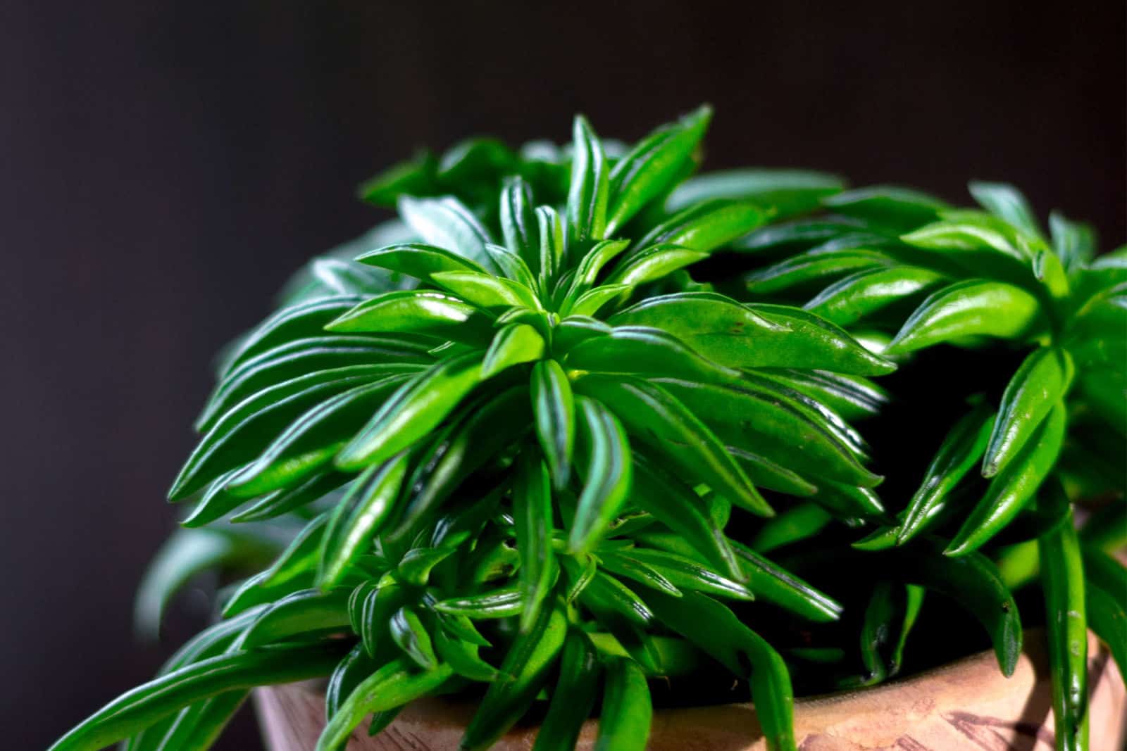 de cerca, Peperomia ferreyrae en una olla de barro como planta casera