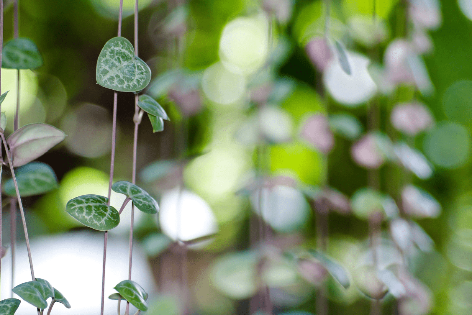 Cerrar foto de Ceropegia woodii