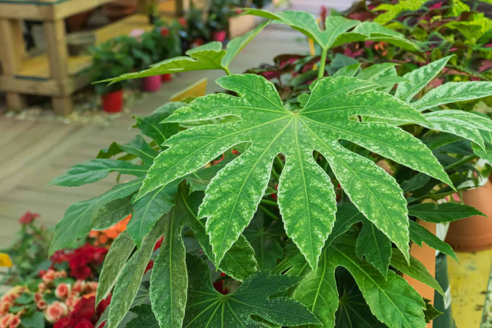 primer plano de una hoja de fatsia japonica