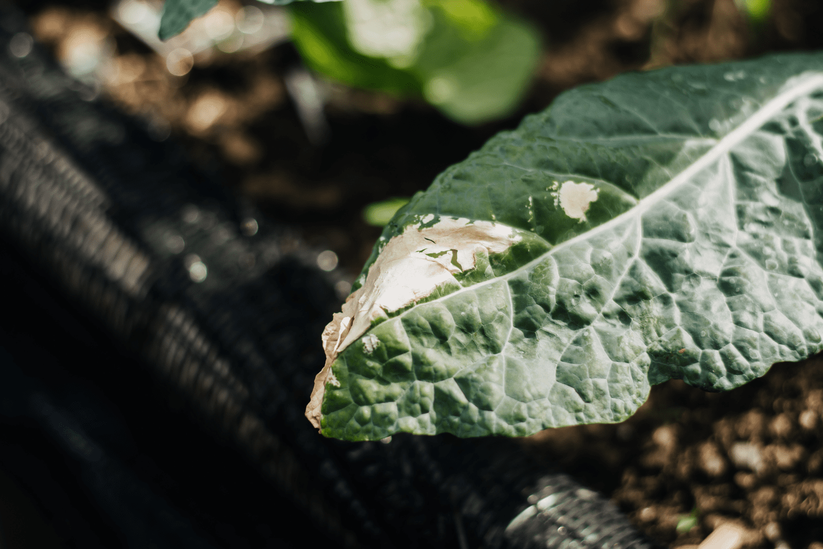 hoja de aguacate coloreada