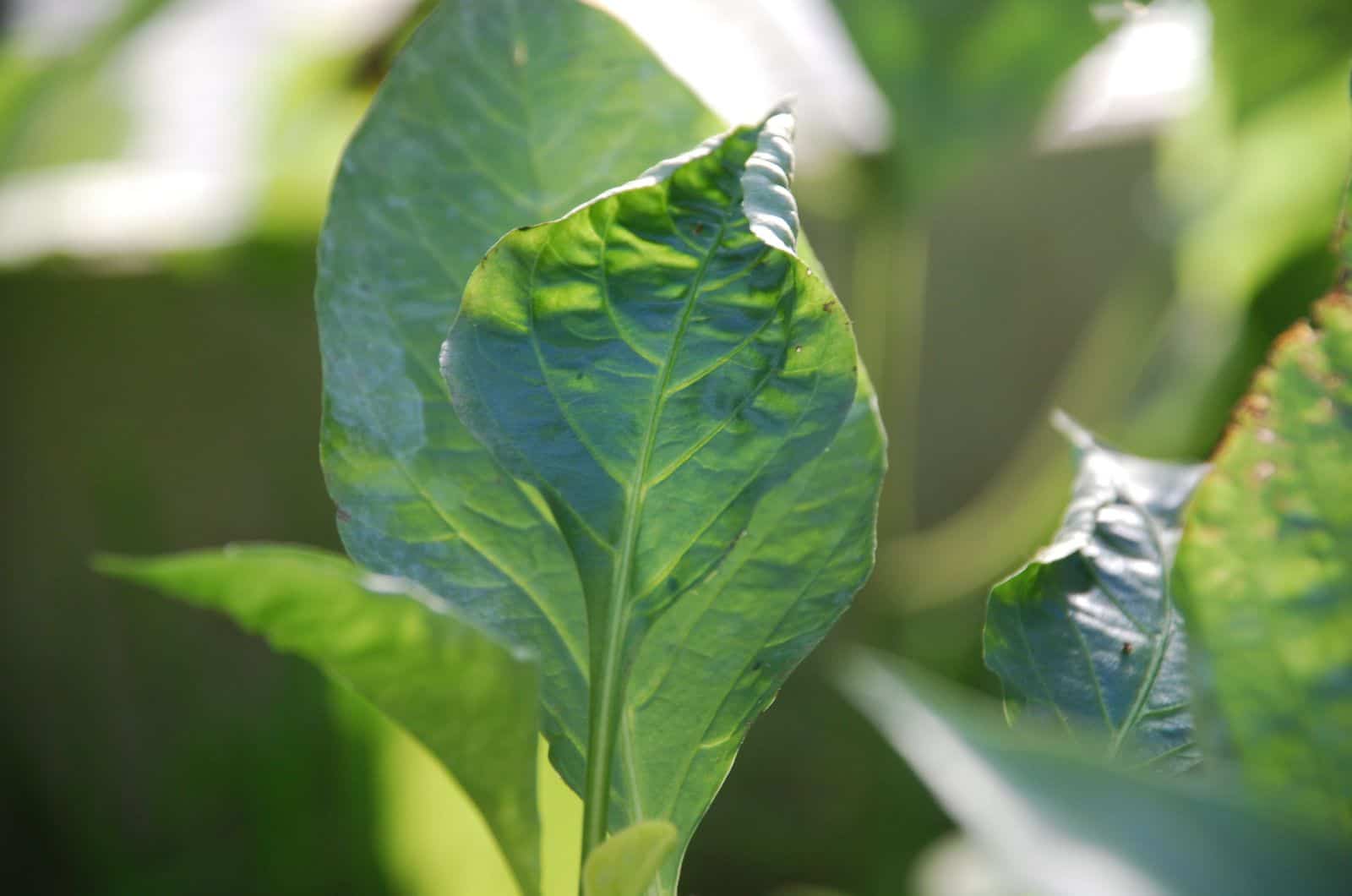 hoja rizada de la planta de pimienta