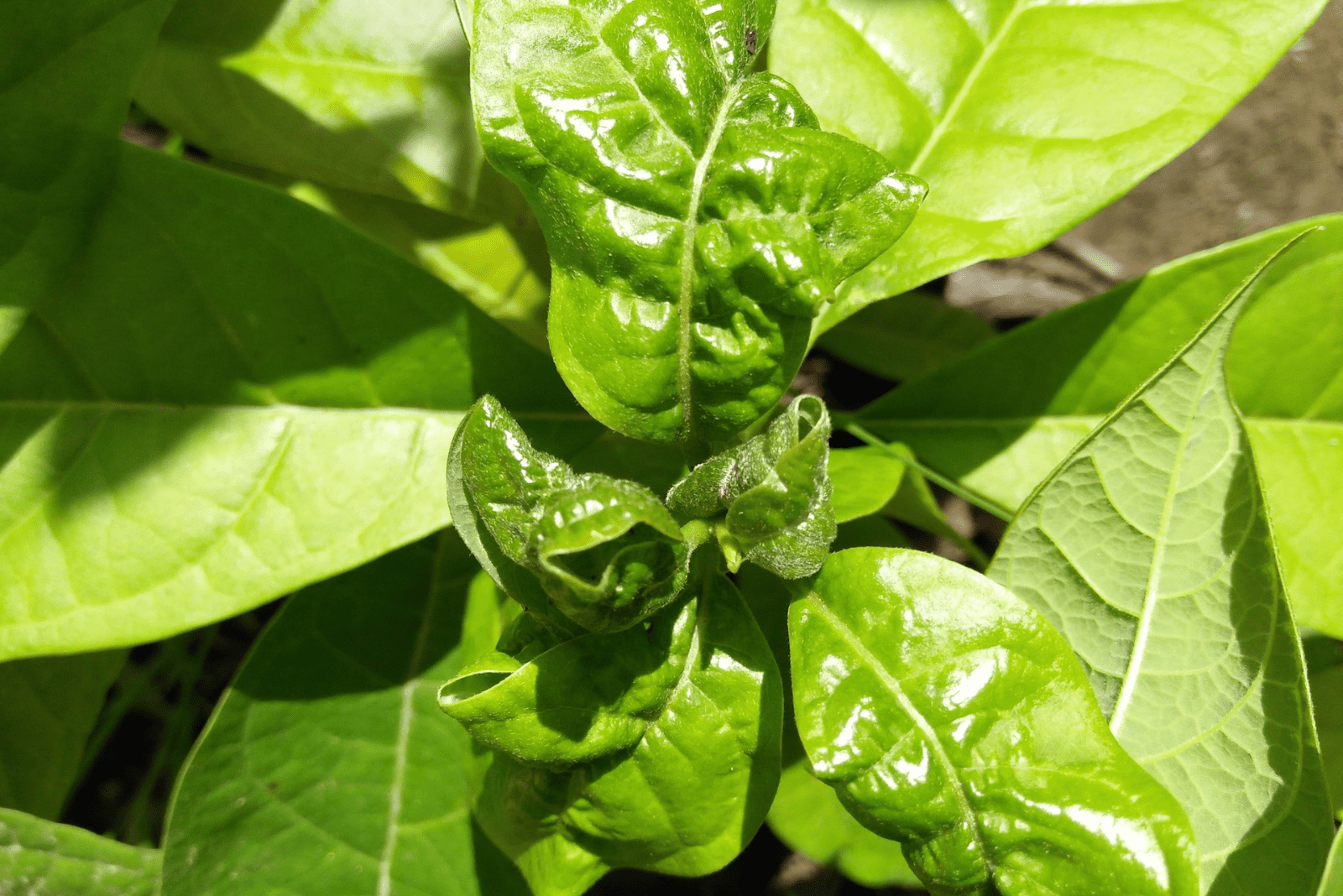 hojas de aguacate rizadas