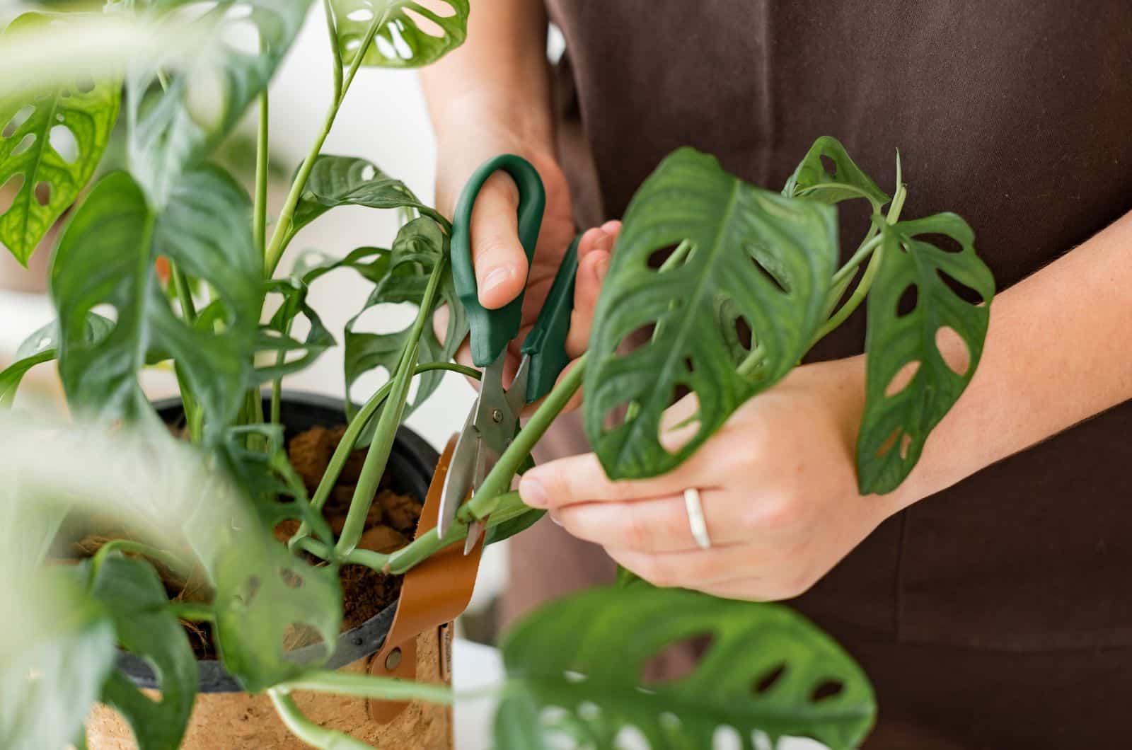 cortando hojas de monstera