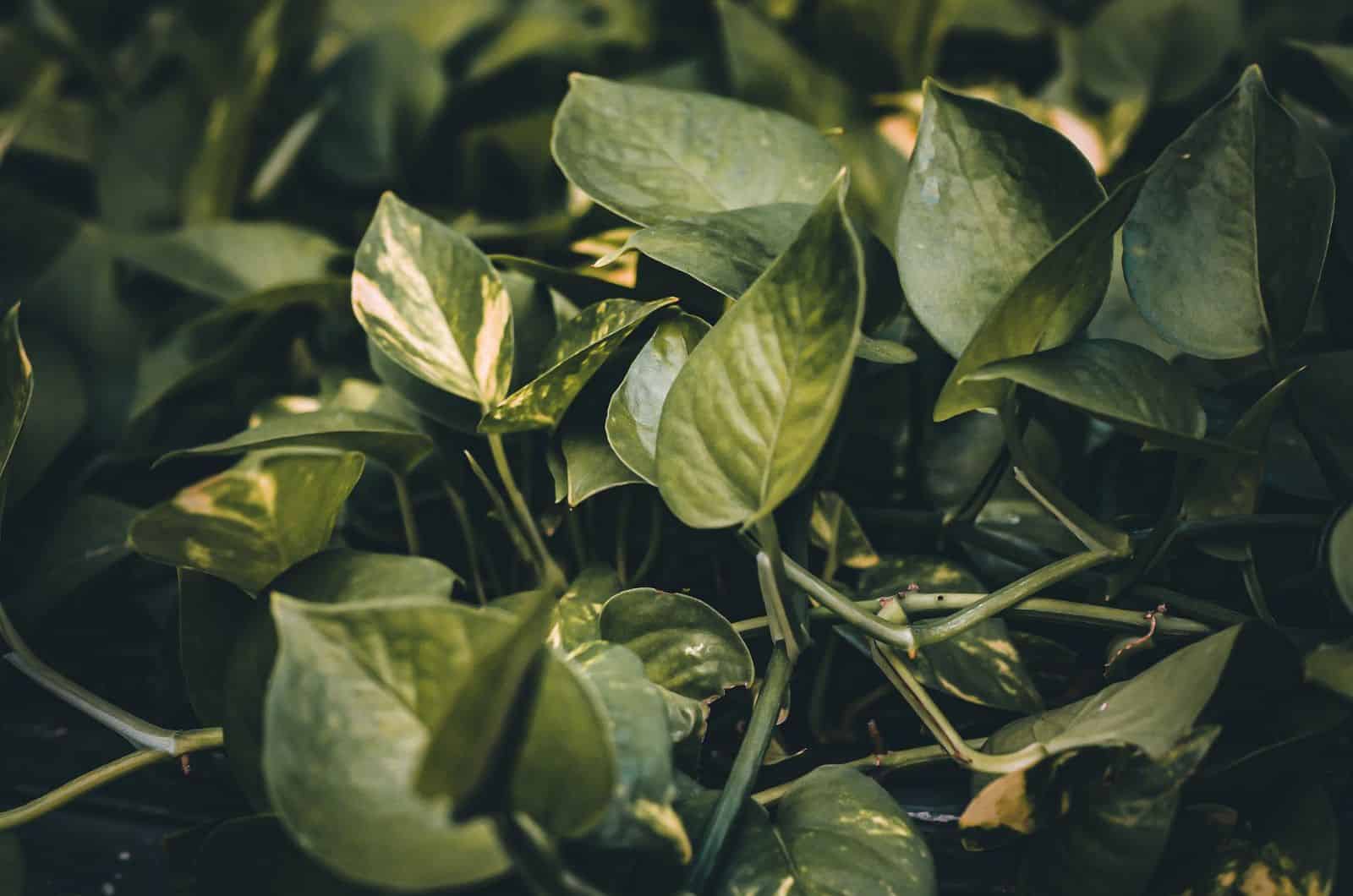 tiro oscuro de Pothos