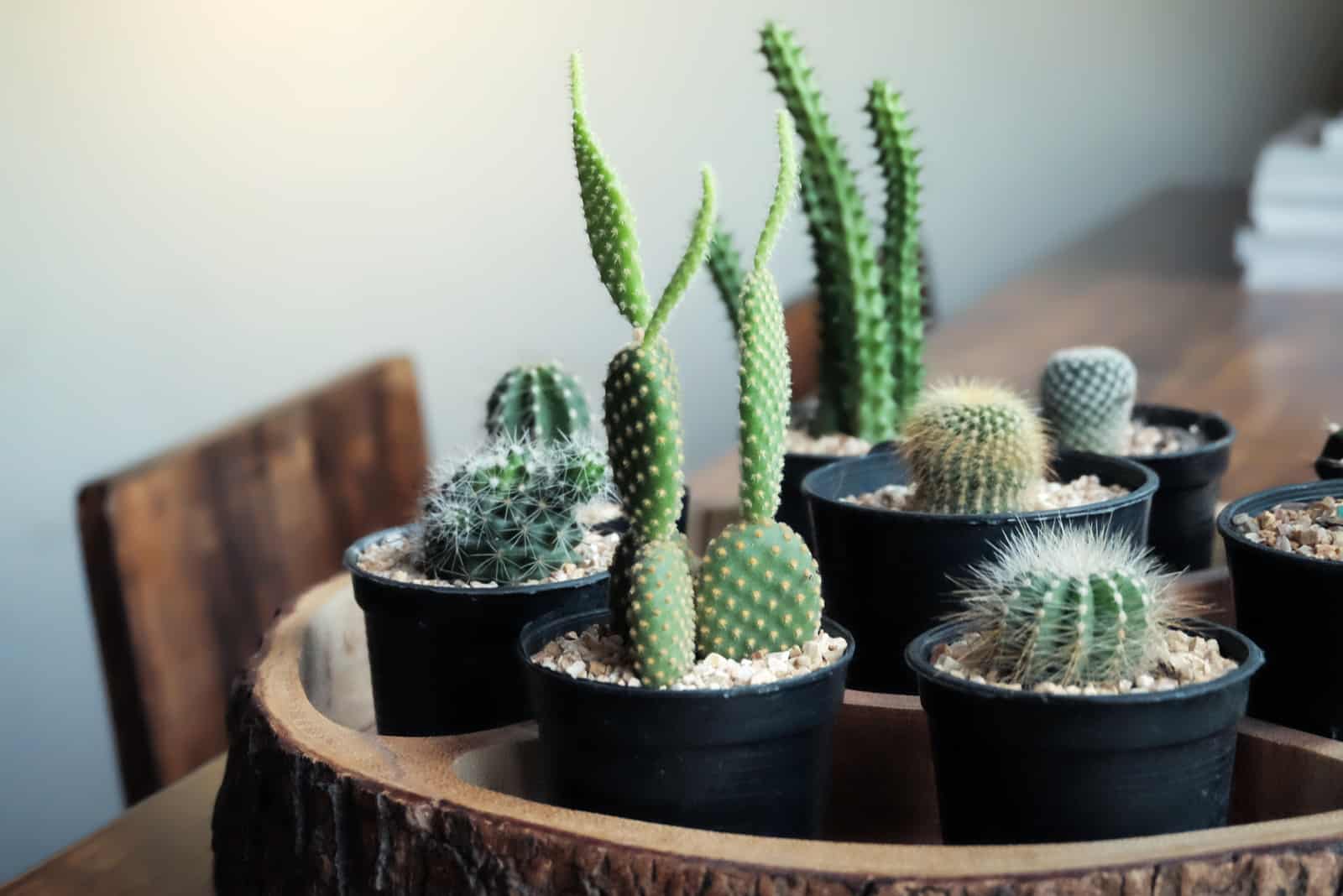 diferentes tipos de cactus en macetas