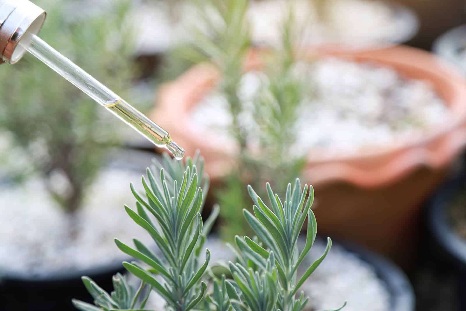 goteo de suero vegetal de bricolaje en la planta de lavanda