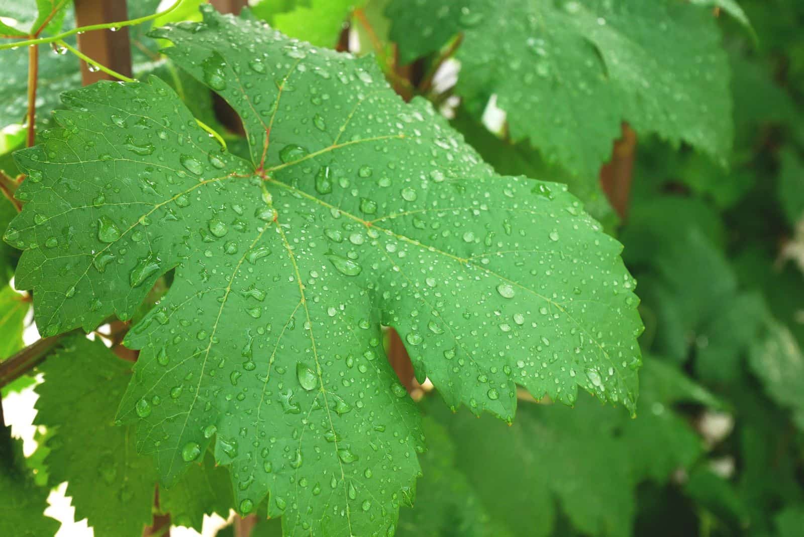 gotas de agua en una hoja de uva