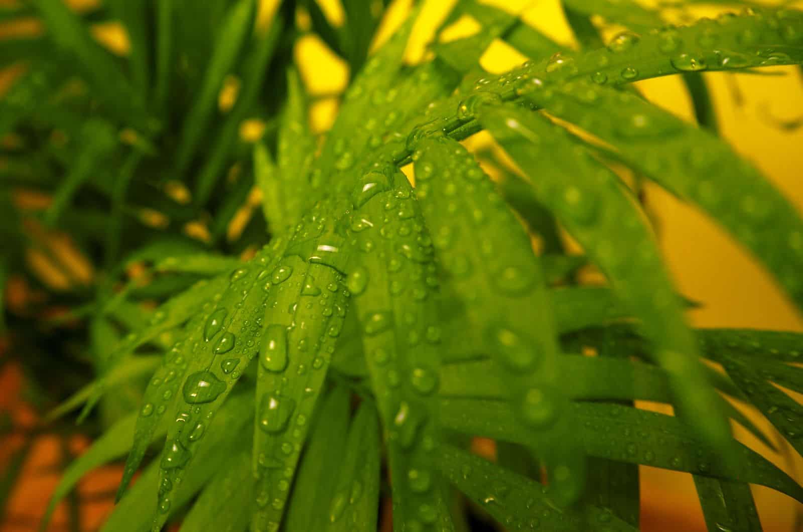 gotas de agua pn hoja de palma