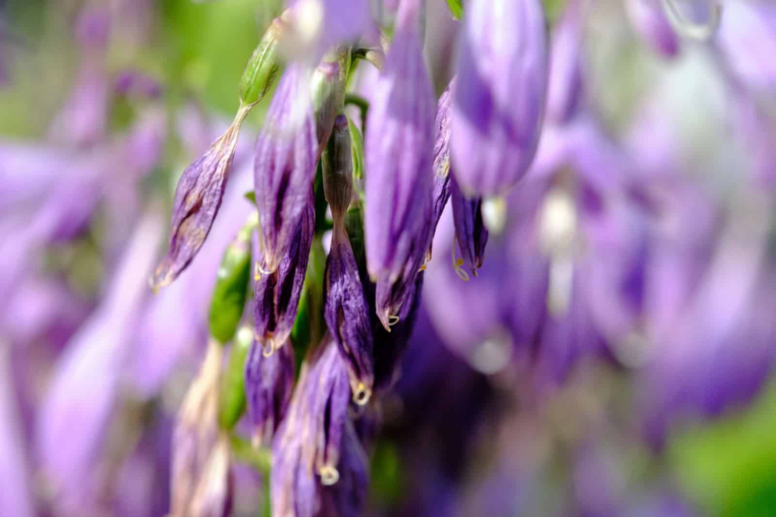 lavanda seca