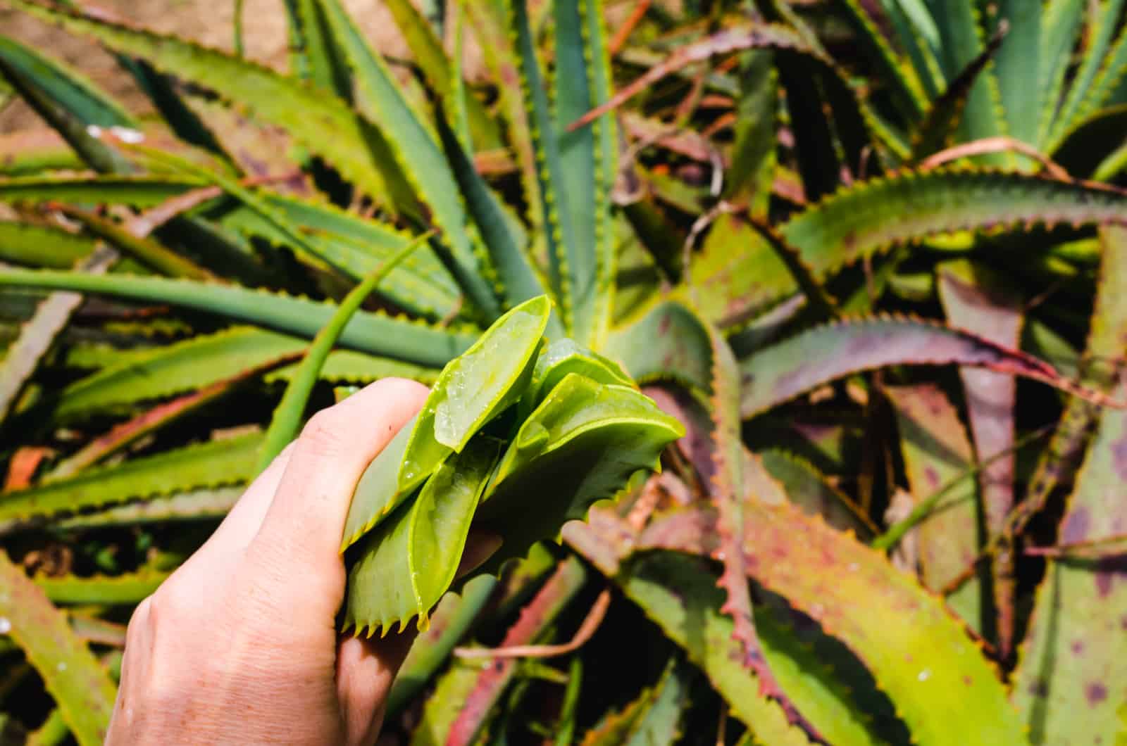 secado de la planta de Aloe Vera