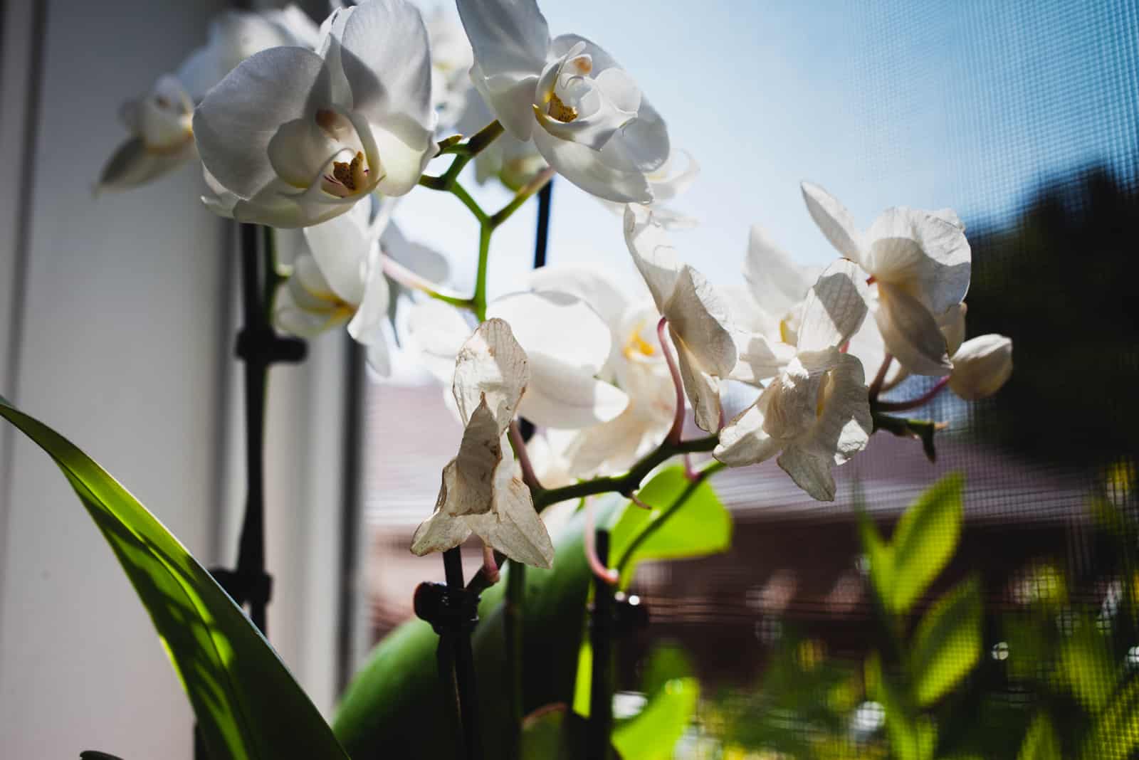 planta de orquídea moribunda a la luz del sol en la ventana