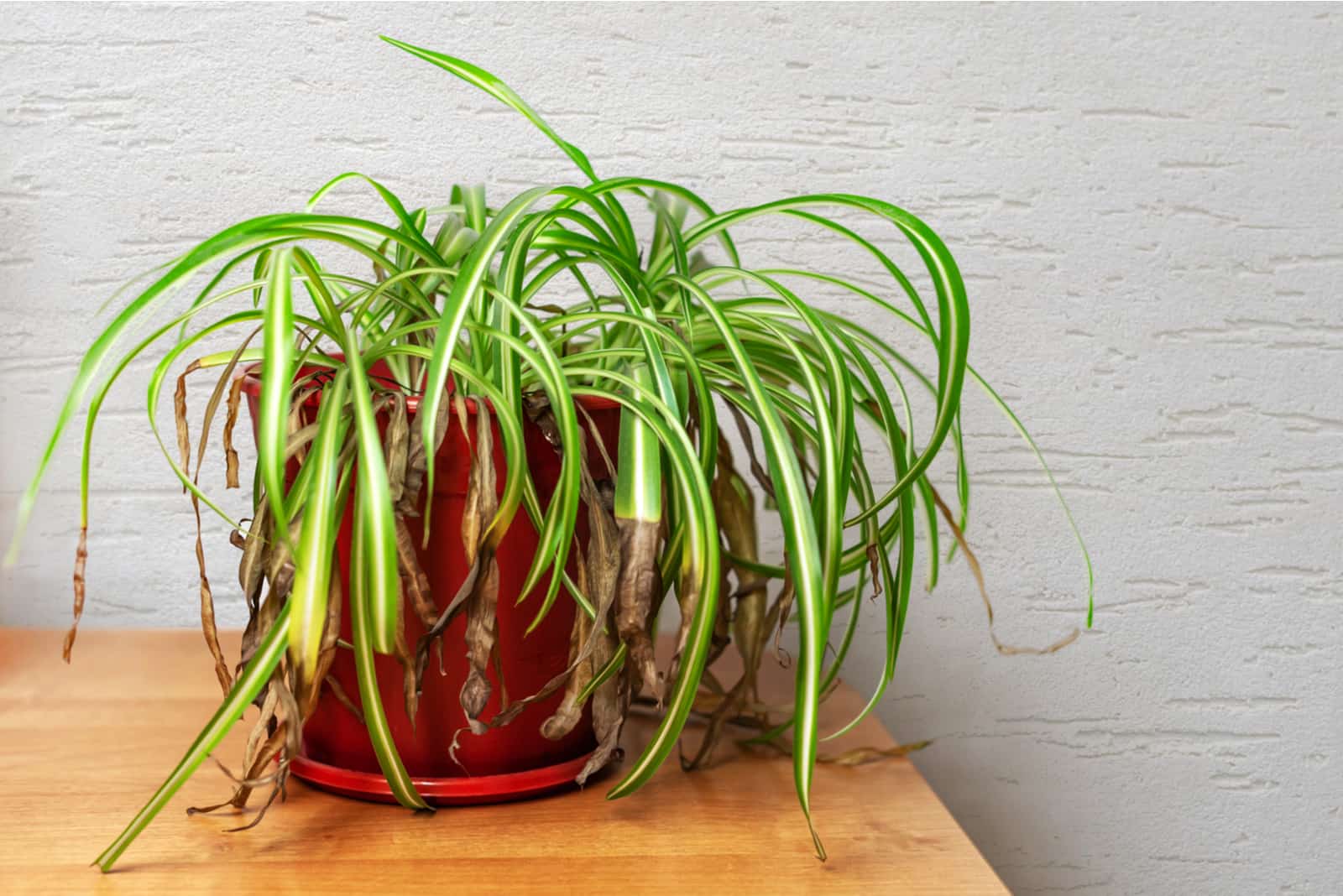 planta de araña moribunda en maceta