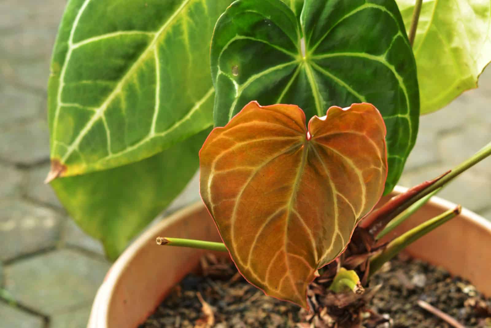 la planta de la oreja de elefante se está secando