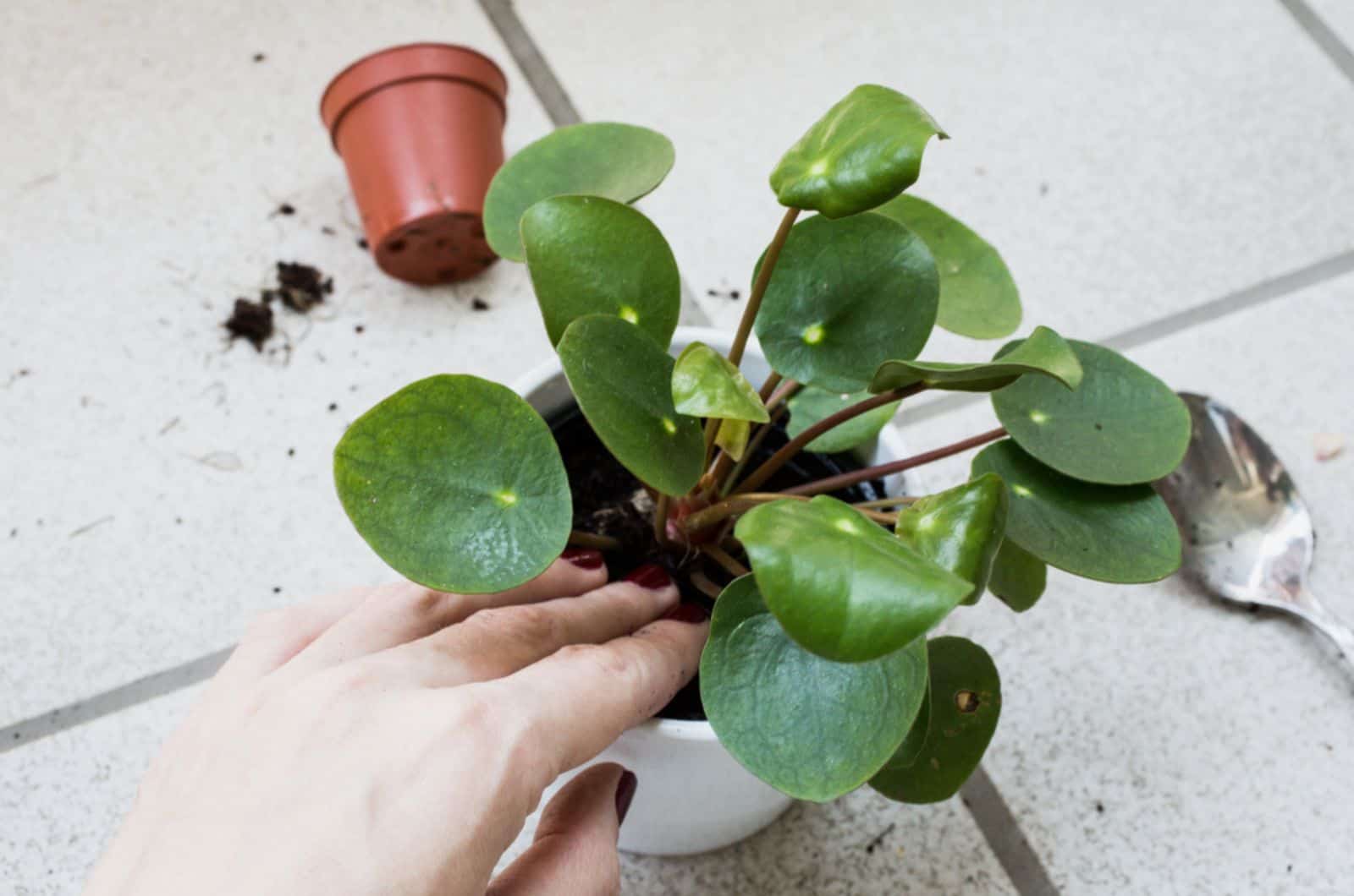 mano femenina trasplantando la planta de dinero chino