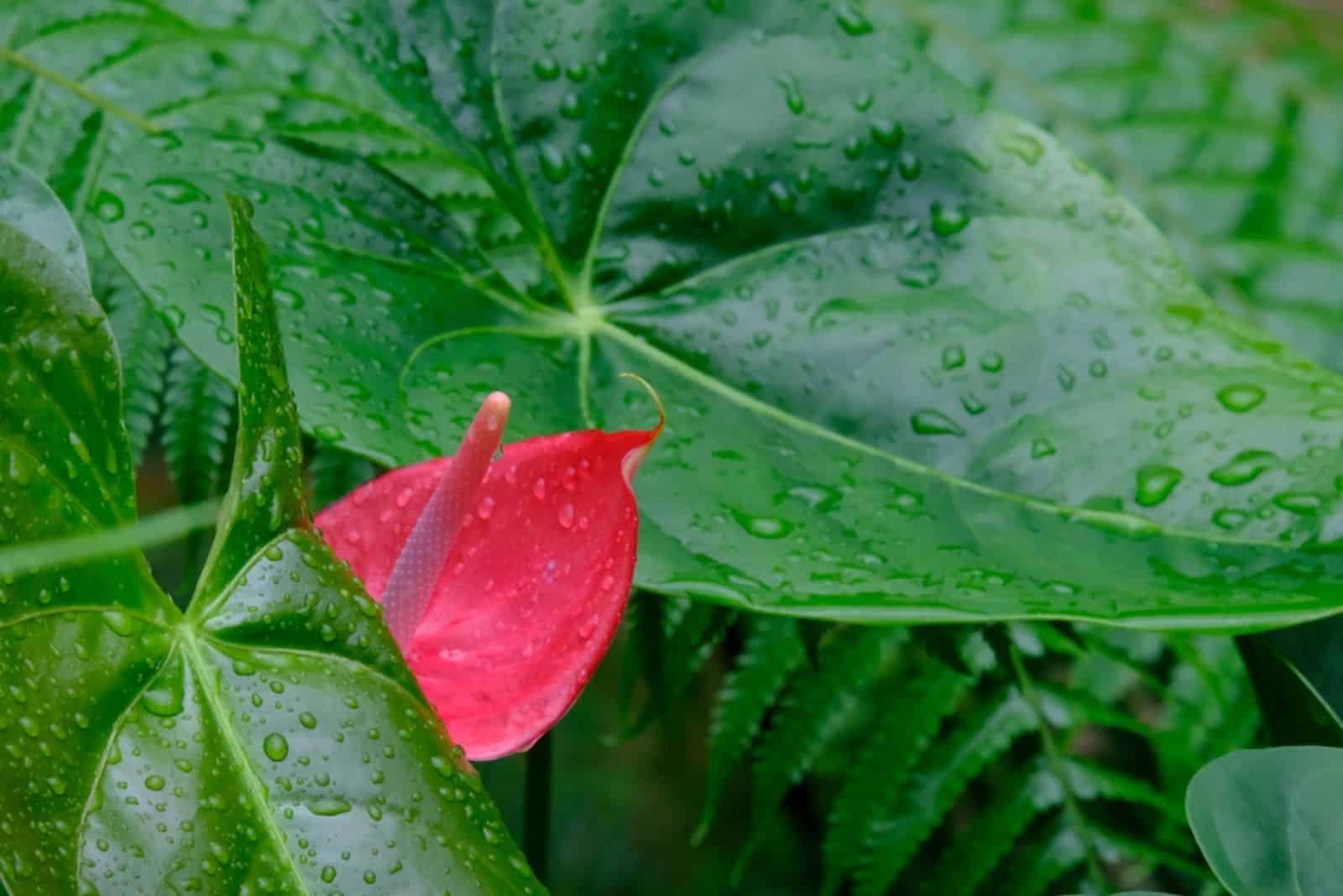 planta de flamenco con gotas de agua