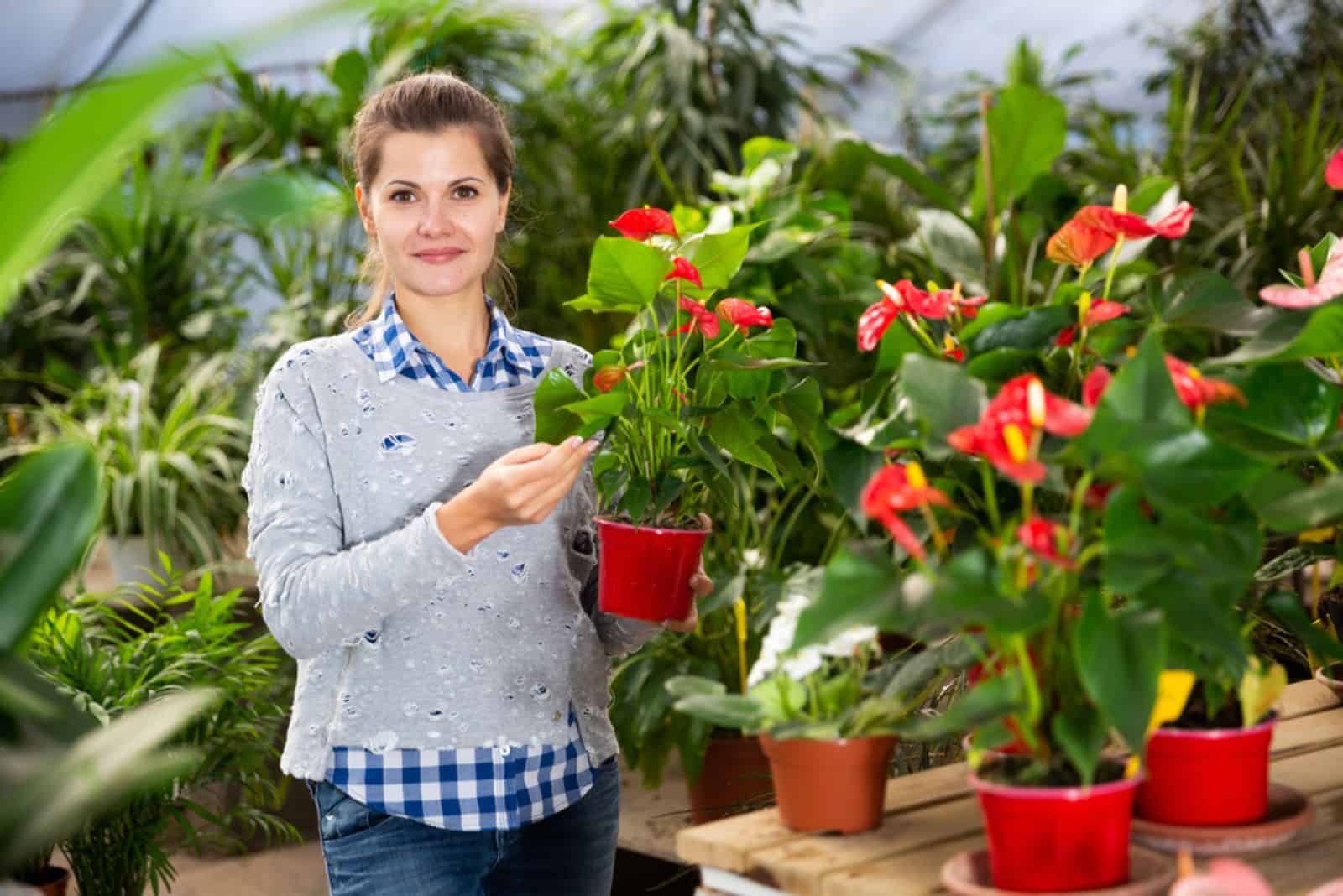 floristería trabajando con flores de Anthurium en macetas en una tienda de jardinería