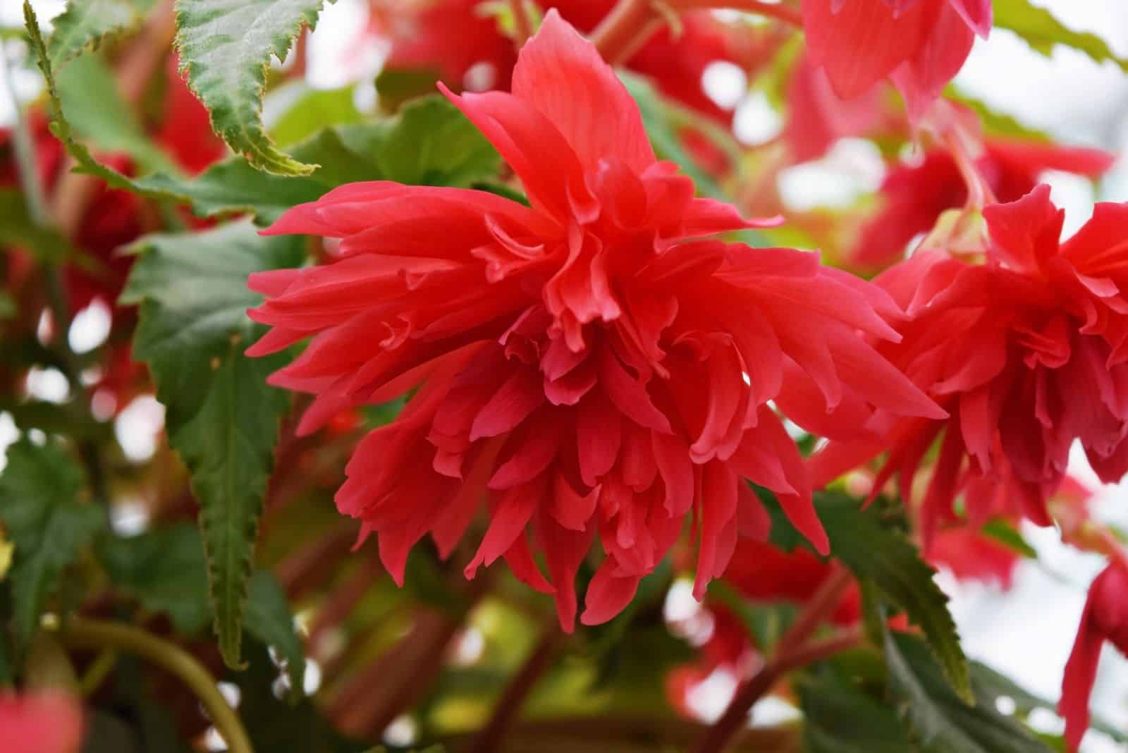 las flores de begonia rosa funky están en flor